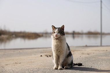 Малков осмотрел затопленные территории Рязанской области