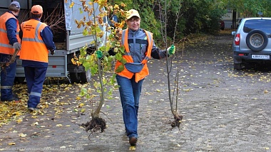 На месте спиленных тополей в Рязани высадили липы 