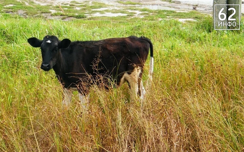 В Рязанском районе выпускали опасное сливочное масло - 62ИНФО В Рязанском районе выпускали опасное сливочное масло - 62ИНФО