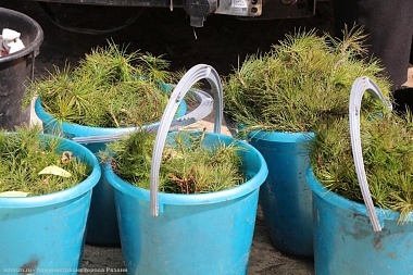 В лесу возле рязанской Солотчи высадили сосны 