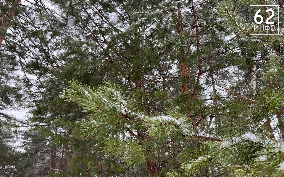 В Рязанской области снежный буран сопроводит аномальная погода - 62ИНФО