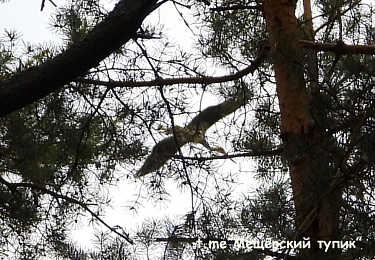 Рязанец в образе лешего подстерег редкую птицу