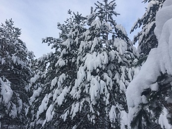 Зимние развлечения: чем заняться в Рязани в снежном январе