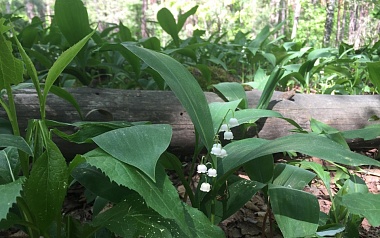 В рязанских лесах цветут поляны ландышей