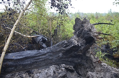 Дым без огня. Как выглядит лесной пожар под Рязанью спустя неделю 