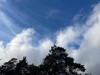 Аномальный февраль: в лесах под Рязанью распускается листва и растут грибы