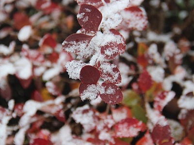 30 ноября в Рязанской области пройдет снег с дождем