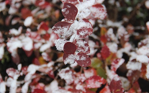30 ноября в Рязанской области пройдет снег с дождем
