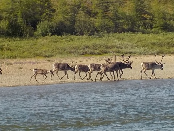 Рязанский путешественник Виктор Атласов прервал экспедицию «Полярная Россия» из-за простуды 