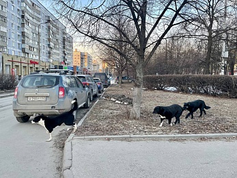 В Рязани стая собак искусала женщину на улице Есенина