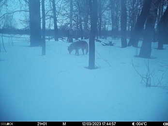 Окский заповедник показал снимки волков и рыси с фотоловушек