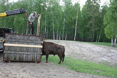 Зубр Мунмеджикстоун переселился в Окский заповедник