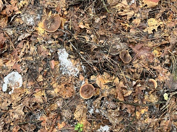 Грибники, к бою: в январе рязанские леса заполонили опята