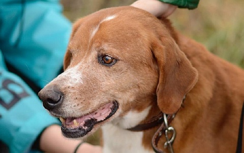 В Рязани «Новые люди» помогли приюту собак подготовиться к зиме