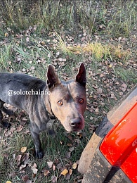 В лесу под Рязанью нашли собаку