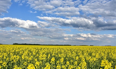 Рапс расцвел на полях в Кораблинском районе