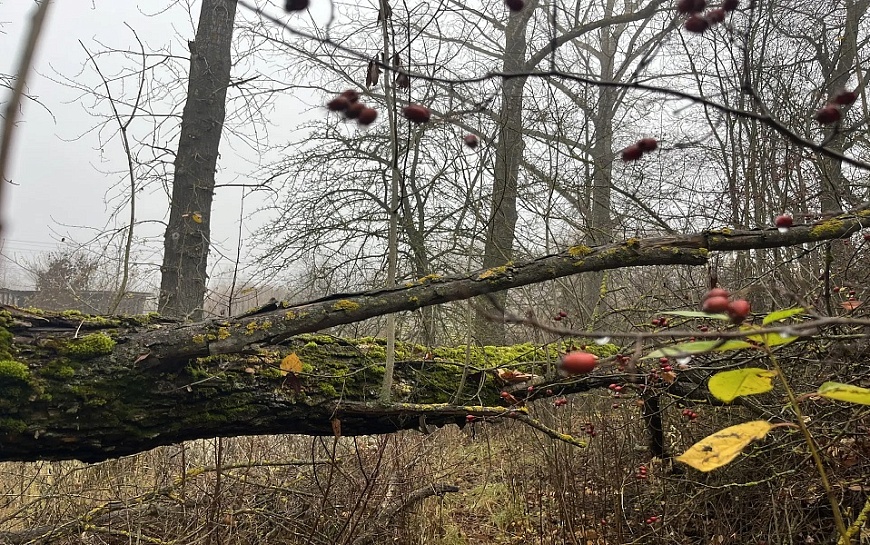 Дождевой шквал обрушится на Рязанскую область