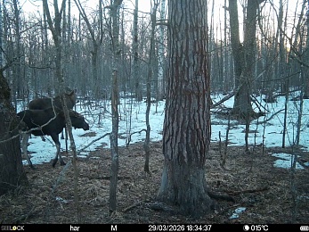 В Окском заповеднике сфотографировали жизнерадостных бобров и голодных волков