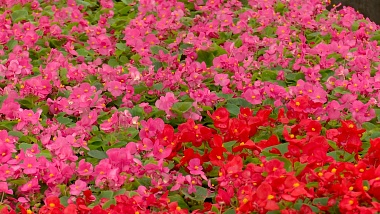 Для городских клумб выращивают более 430 тысяч рассады в теплицах ДБГ Рязани 