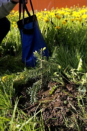 Рязанские врачи высадили кавказские пихты у ОКБ имени Семашко