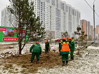 Сотрудники ГК "Зеленый сад" высадили сосны вдоль Муромского шоссе в Рязани
