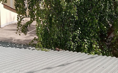 Дерзкий ночной козодой сфотографировался в центре Рязани