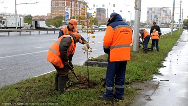 На Московском шоссе в Рязани высадили 70 лип
