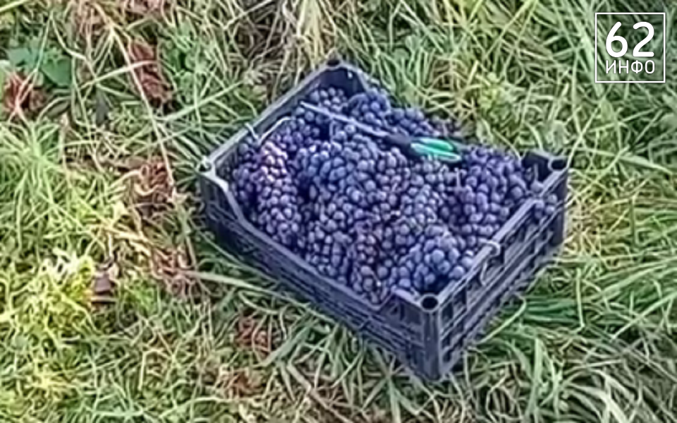 Раздают даром: в Рязанской области созрел рекордный урожай винограда - 62ИНФО Раздают даром: в Рязанской области созрел рекордный урожай винограда - 62ИНФО