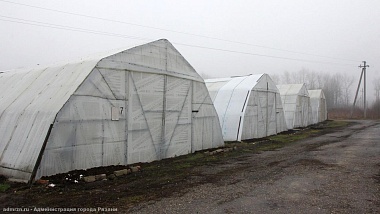 В Рязани клумбы украсят 400 тысяч однолетних растений