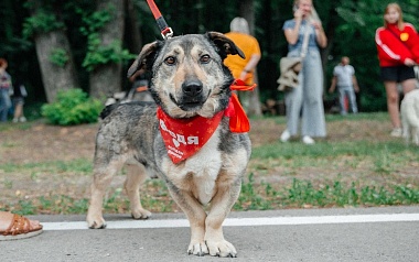 На выставке "Пойдем домой" в Лесопарке Рязани 9 собак и 4 кошки нашли хозяев