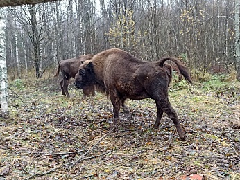 Шесть рязанских зубров передали на волю в Смоленскую область