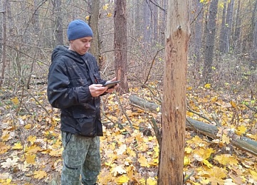 В лесах Можары выявили смоляной рак и корневую губку