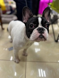 В Рязани проходит выставка собак «Содружество»