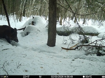 Рысь, волк и лосиное изобилие: Окский заповедник показал зверей в снежном лесу