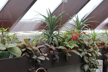В оранжерее музея-заповедника Есенина вырастили апельсины, мандарины и ананасы 