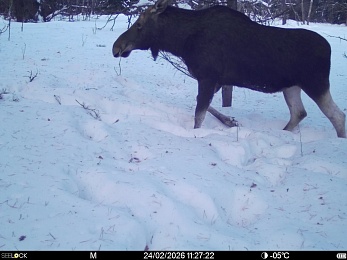 «Время лося»: Окский заповедник поделился моментами звериной жизни