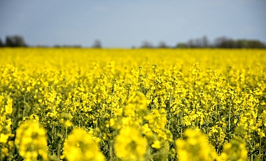 Рапс расцвел на полях в Кораблинском районе