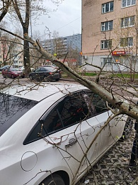 Волонтеры убрали 15 упавших в Рязани деревьев
