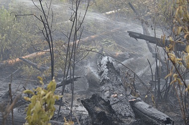 Дым без огня. Как выглядит лесной пожар под Рязанью спустя неделю 