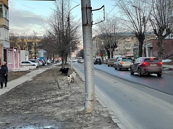 В Рязани стая собак искусала женщину на улице Есенина