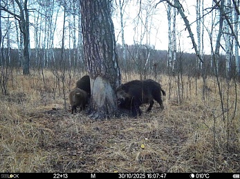 В рязанском лесу заметили рысь и волчью стаю - 62ИНФО В рязанском лесу заметили рысь и волчью стаю