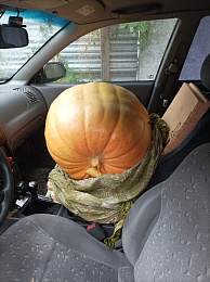 Житель Рязанского района вырастил тыкву в 60 кг