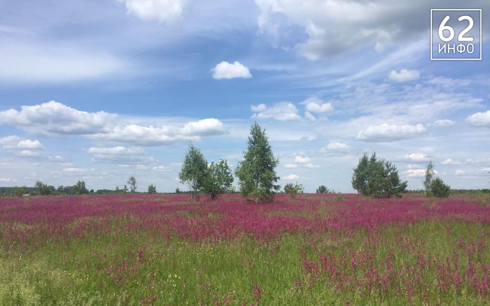 В Путятинском районе в сарае нашли 1,4 кг марихуаны - 62ИНФО