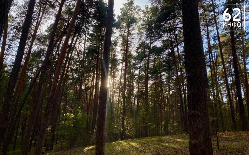 В Рязани из лесопарковой зоны исключат участки площадью в 246 тысяч кв метров - 62ИНФО