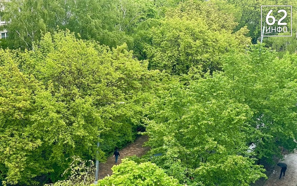 Рязанцев ошеломили новостью об уровне озеленения  - 62ИНФО