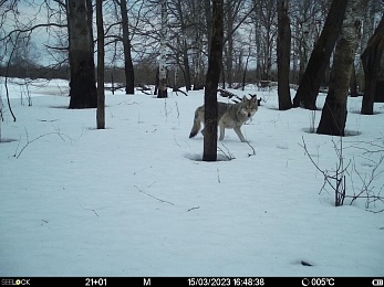 Окский заповедник показал снимки волков и рыси с фотоловушек
