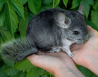 В Ряжском зоопарке показали малыша европейской лани