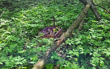 В Рязани организовали стихийное кладбище домашних животных