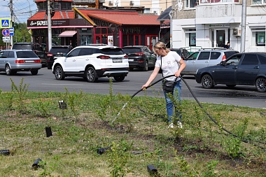Иберис, годеция и тагетис: улицы и парки Рязани летом украсит миллион цветов