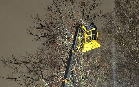 В Рязани волонтеры поднялись на вышке за застрявшим на дереве котом